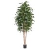 AnyConv.com 112230 Ficus Exotica deluxe 300