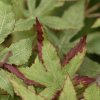 AnyConv.com 142035GR acer blad grrd closeup 2(1)