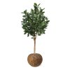 AnyConv.com ficus audrey kunstboom deluxe 250cm combination image 2