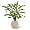 AnyConv.com BAQ Raindrop 6RDPBE832 Calathea Kunstplant 152207 1