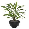 AnyConv.com 152207 Calathea 75 groen 2 1