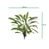 AnyConv.com 152207 Calathea 75 groen size 1