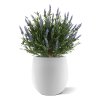 AnyConv.com kunstplant lavendel bol uv blauw 60cm in pot combination image 3