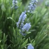AnyConv.com 407806UVBL kunstplant lavendel bol uv blauw closeup1