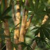 AnyConv.com 153225GR acer kunstboom deluxe 250cm op stam closeup3