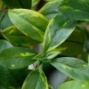 AnyConv.com 214008 Hoya carnosa kunst hanger 80cm rt closeup2