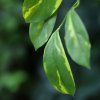 AnyConv.com 214008 Hoya carnosa kunst hanger 80cm rt closeup1