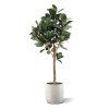 ficus elastica robusta kunstboom deluxe 200cm combination image 1