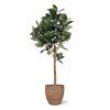 ficus elastica robusta kunstboom deluxe 200cm combination image 2
