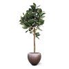 ficus elastica robusta kunstboom deluxe 200cm combination image 7