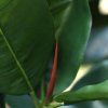 AnyConv.com 151320GR ficus elastica robusta kunstboom deluxe 200cm closeup2