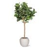 lyrata deluxe y kunstboom 220cm in pot combination image 1