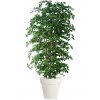 Buxifolia Boschetto 220 cm Green V1056002