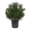 151904 pinus struik 45