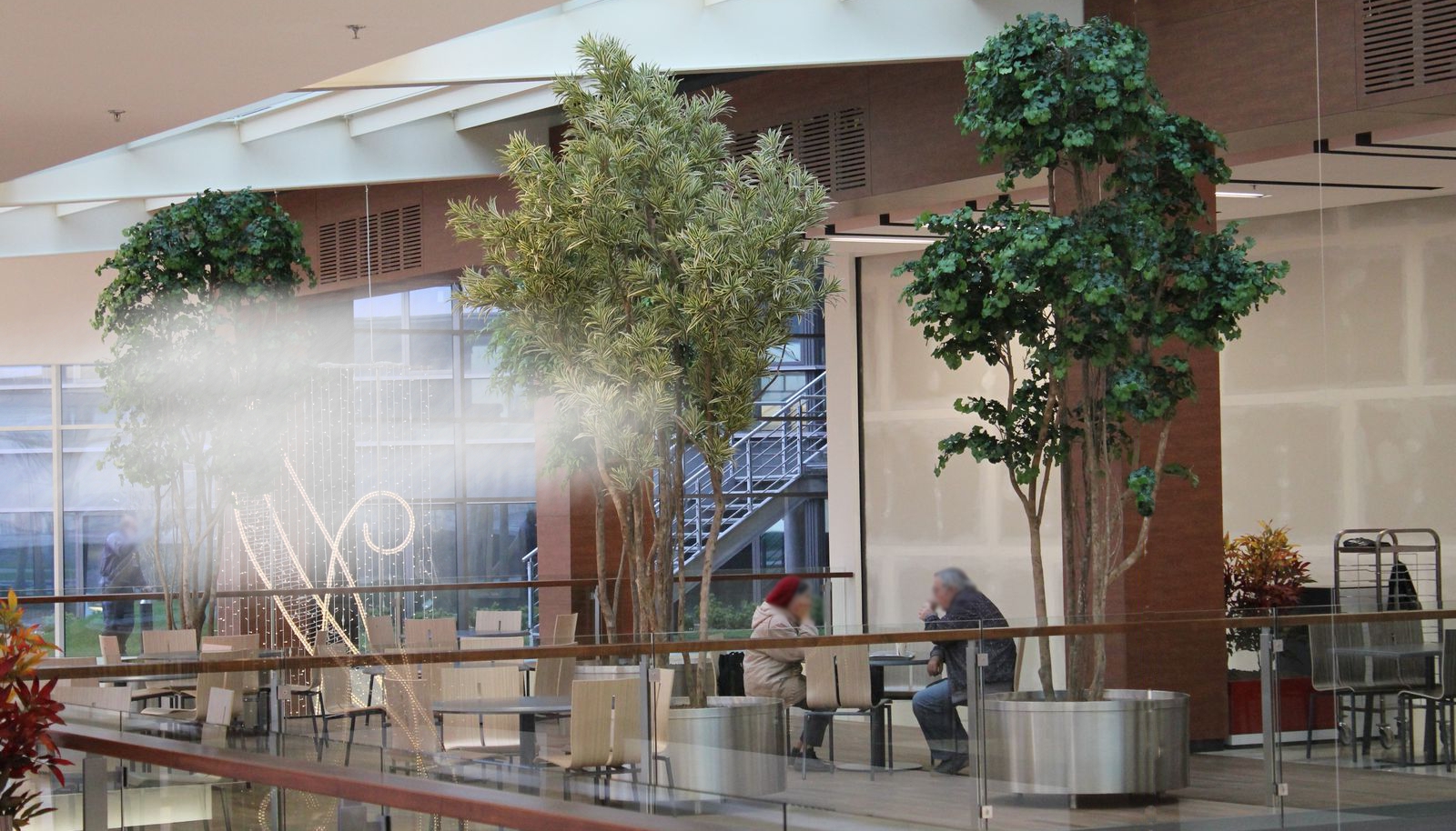 Gynkgo 450cm+Draceana Reflexa 450cm+Ficus Nitida 450cm