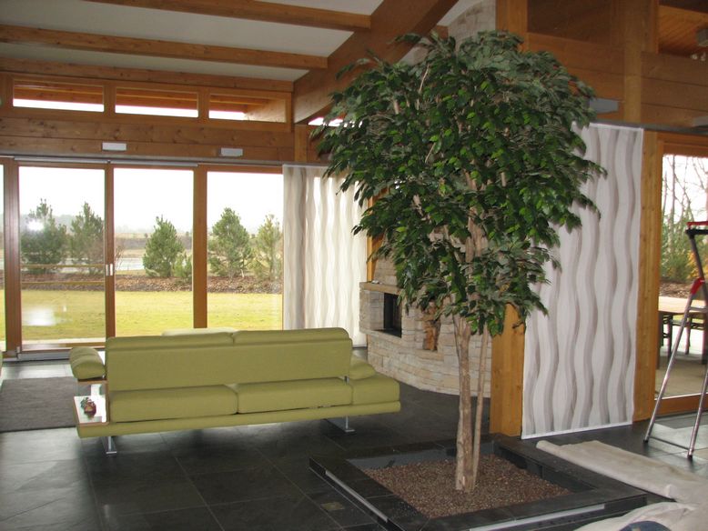 Ficus_Silver_Gigantea_320cm
