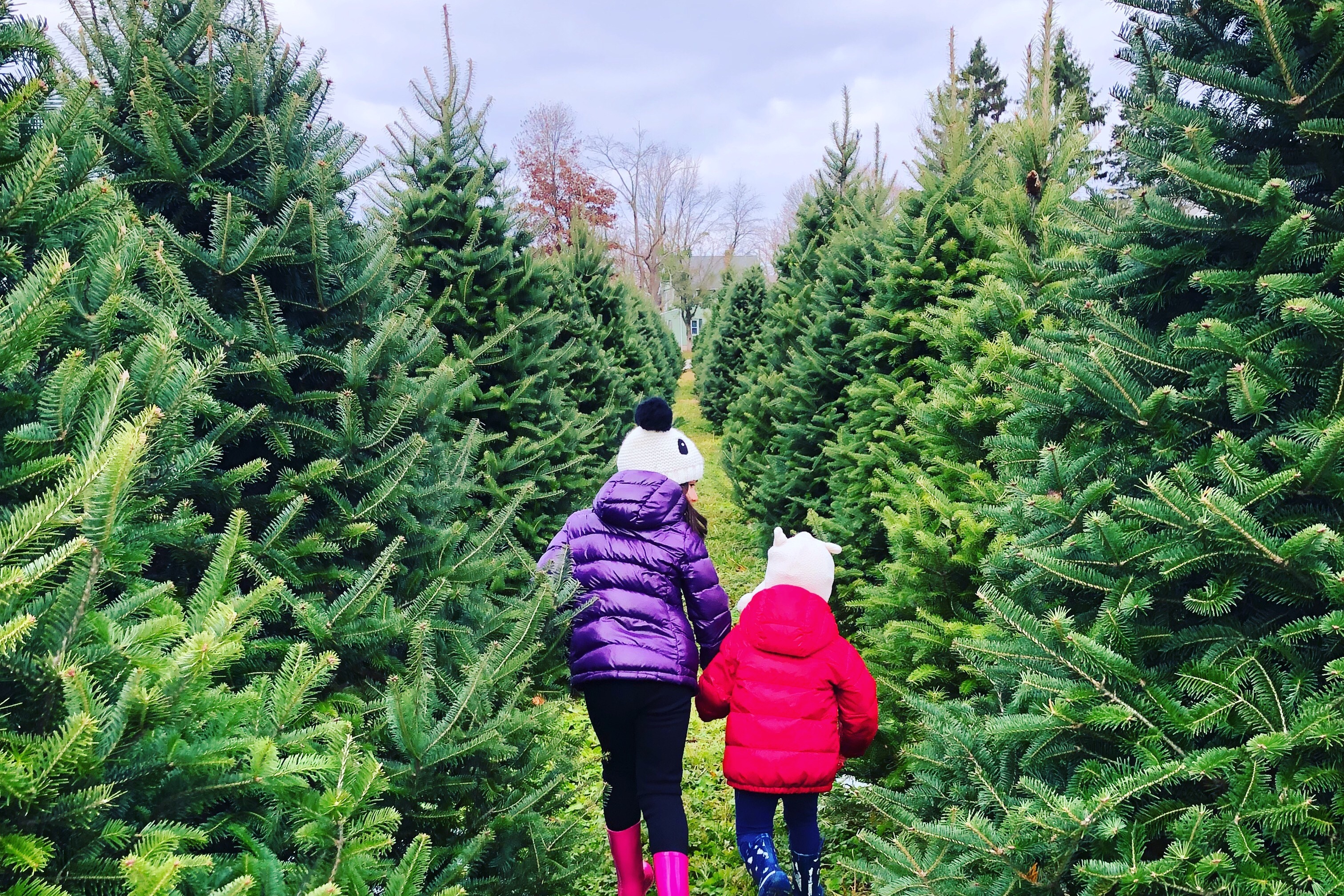 christmas-tree-farms