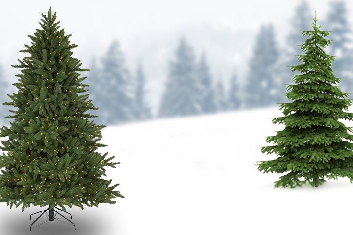 christmas-trees-featured2