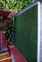  Buxus