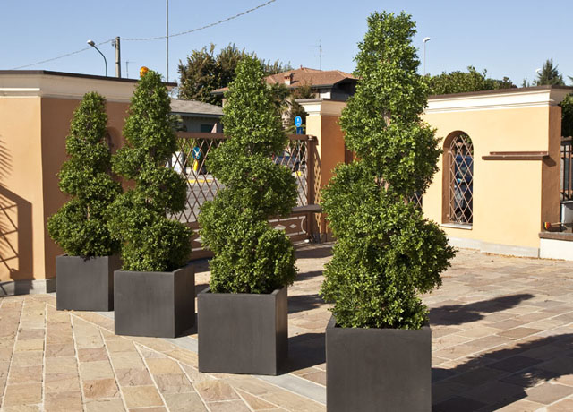 boxwood_spiral_tree_180cm