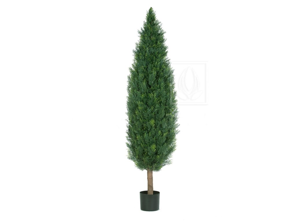 Cypris thuja main