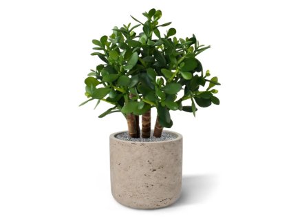 crassula vetplant 40cm 403303 2 4