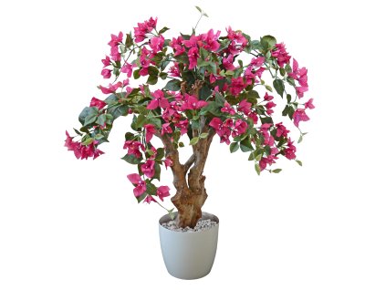 Bouganvillea Robustina 80 cm Fuchsia 1108F01