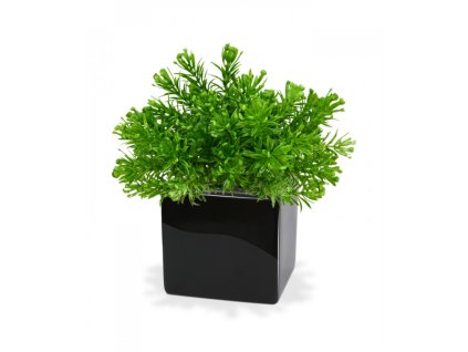 Umělá rostlina Senecio (15cm)