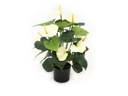 Anthurie DLX 50cm crm