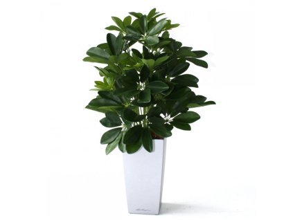 raam schefflera 50cm in cubico zilver 26cm