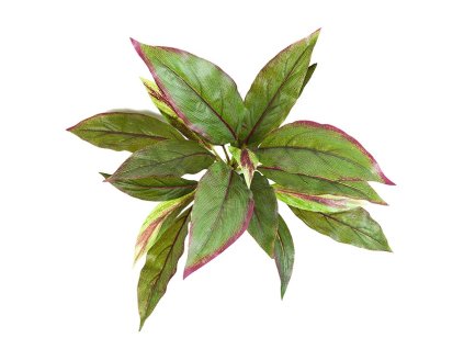 Cordyline GRD 30cm