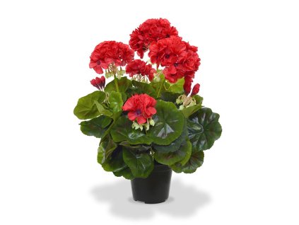 407404rdpp10 geranium 40 rood m