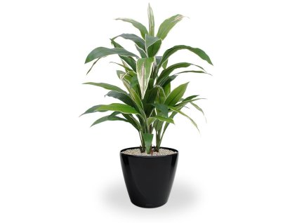 152808 draceana bont x4 80 classico 28 zwart