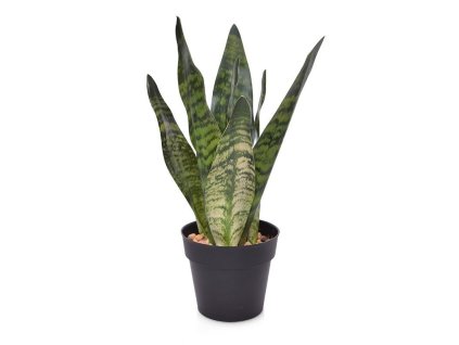 150403gr sanseveria 30 groen