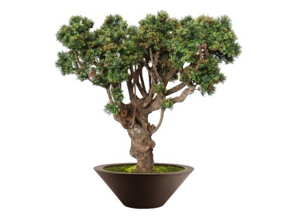 Boxwood Mini Robusta 120 cm V5639002