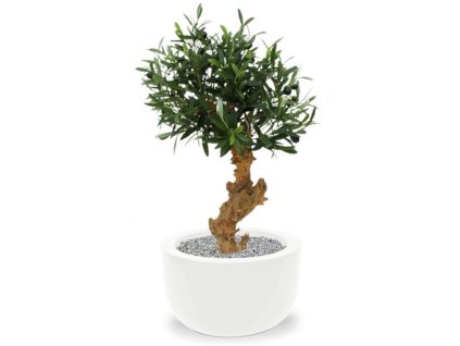kunst olijf bonsai boompje in martinique 33cm