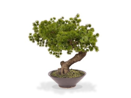150104 pinus bonsai 40 in schaal