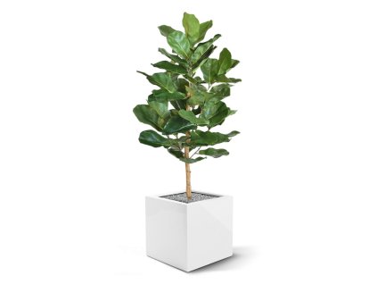 lyrata royal kunstplant 90 cm 102609 5