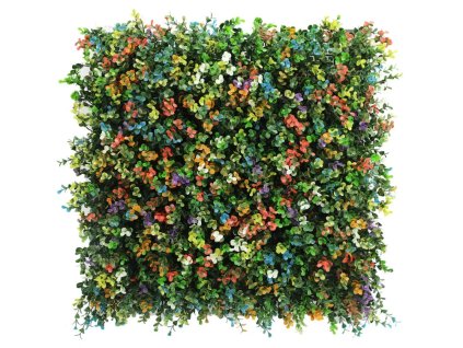 Buxus multicolor kunsthaag