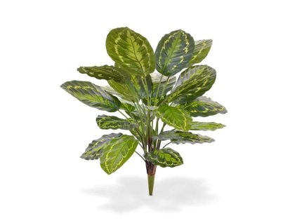 403006 calathea roseoptica boeket 65 1