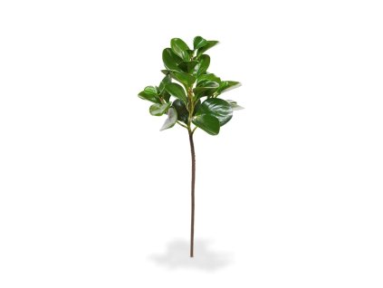 510069 peperomia obtusifolia tak 50 1 2