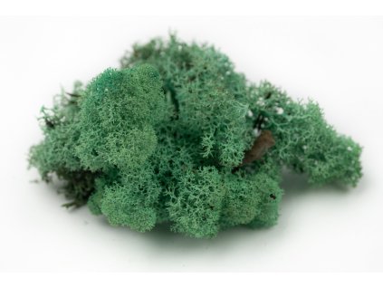 preserved lichen reindeer moss 25 pacific