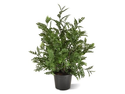 Robinia Acacia 40 443904 1