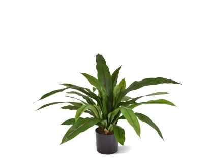 AnyConv.com Asplenium Antiquum Varen 60 443806 1