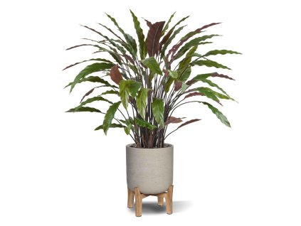 AnyConv.com Calathea Red 80 152108 3