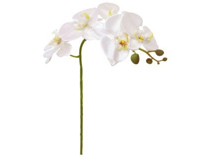 522909WI Phalaenopsis 90 wit close 2(1)