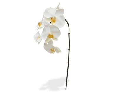 AnyConv.com 510050 phalaenopsis tak x6 55 creme 1 4