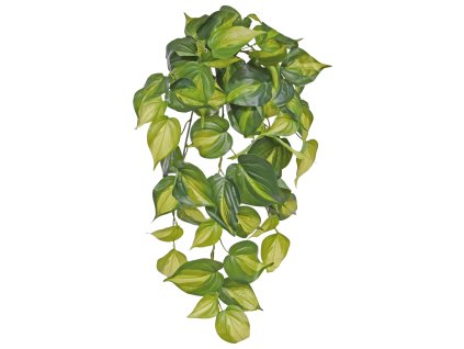 AnyConv.com 201405 Philodendron Scandens Brasil 50