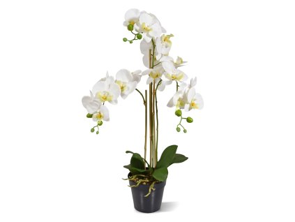AnyConv.com Phalaenopsis x3 in pot 443207 1 4