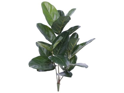 AnyConv.com 158006 Ficus Audrey 60
